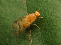 Homoneura philadelphica by (c) Katja Schulz, some rights reserved (CC BY), uploaded by Katja Schulz. Used under a CC-BY license.