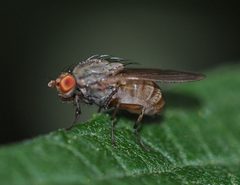 Minettia fasciata by (c) carnifex, some rights reserved (CC BY), uploaded by carnifex. Used under a CC-BY license.