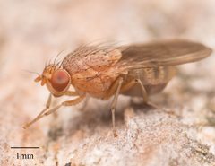 Minettia flaveola by no rights reserved, uploaded by Jesse Rorabaugh. Used under a CC0 license.