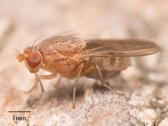 Minettia flaveola by no rights reserved, uploaded by Jesse Rorabaugh. Used under a CC0 license.