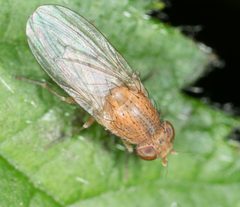 Minettia flaveola by no rights reserved, uploaded by Jesse Rorabaugh. Used under a CC0 license.