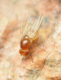 Physoclypeus coquilletti by (c) Katja Schulz, some rights reserved (CC BY), uploaded by Katja Schulz. Used under a CC-BY license.