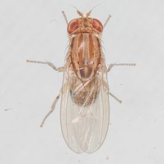 Poecilominettia valida by (c) Victor Engel, some rights reserved (CC BY), uploaded by Victor Engel. Used under a CC-BY license.