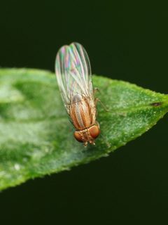 Poecilominettia valida by (c) Katja Schulz, some rights reserved (CC BY), uploaded by Katja Schulz. Used under a CC-BY license.