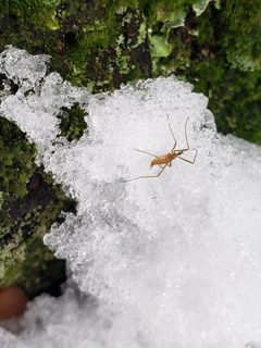 Chionea scita by (c) Andy Deans, some rights reserved (CC BY), uploaded by Andy Deans. Used under a CC-BY license.