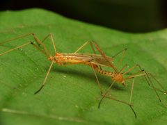 Cladura flavoferruginea by (c) Katja Schulz, some rights reserved (CC BY). Used under a CC-BY license.