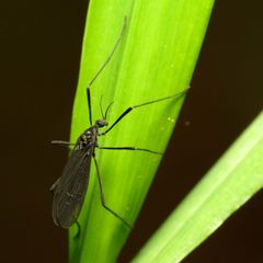 Eugnophomyia luctuosa by (c) Katja Schulz, some rights reserved (CC BY). Used under a CC-BY license.