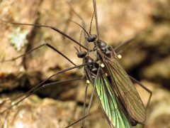 Gnophomyia tristissima by (c) Katja Schulz, some rights reserved (CC BY). Used under a CC-BY license.