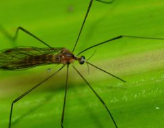 Elephantomyia by (c) Steve Kerr, some rights reserved (CC BY), uploaded by Steve Kerr. Used under a CC-BY license.