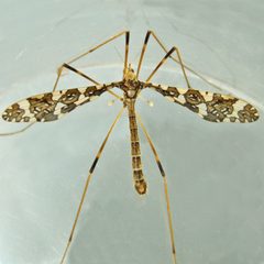 Epiphragma fasciapenne by (c) Bill Keim, some rights reserved (CC BY). Used under a CC-BY license.