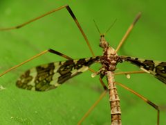 Epiphragma fasciapenne by (c) Katja Schulz, some rights reserved (CC BY). Used under a CC-BY license.