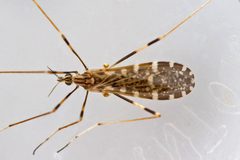 Erioptera caliptera by (c) Bill Keim, some rights reserved (CC BY), uploaded by Bill Keim. Used under a CC-BY license.