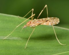 Erioptera caliptera by (c) skitterbug, some rights reserved (CC BY), uploaded by skitterbug. Used under a CC-BY license.