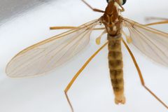 Erioptera vespertina by (c) Bill Keim, some rights reserved (CC BY), uploaded by Bill Keim. Used under a CC-BY license.