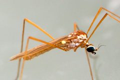 Erioptera vespertina by (c) Bill Keim, some rights reserved (CC BY), uploaded by Bill Keim. Used under a CC-BY license.