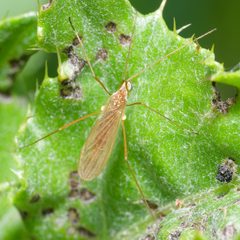 Erioptera vespertina by (c) Patrick Hanly, some rights reserved (CC BY), uploaded by Patrick Hanly. Used under a CC-BY license.