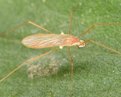 Erioptera vespertina by (c) skitterbug, some rights reserved (CC BY), uploaded by skitterbug. Used under a CC-BY license.