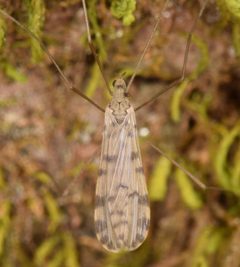 Hoplolabis armata by (c) skitterbug, some rights reserved (CC BY), uploaded by skitterbug. Used under a CC-BY license.