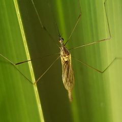 Toxorhina by (c) Arturo Santos, some rights reserved (CC BY), uploaded by Arturo Santos. Used under a CC-BY license.