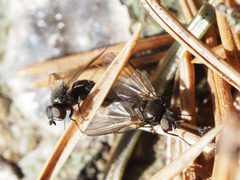 Earomyia by (c) Michael Knapp, some rights reserved (CC BY), uploaded by Michael Knapp. Used under a CC-BY license.