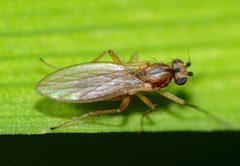 Lonchoptera bifurcata by (c) Steve Kerr, some rights reserved (CC BY), uploaded by Steve Kerr. Used under a CC-BY license.
