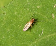 Lonchoptera bifurcata by (c) Steven Bodzin, some rights reserved (CC BY), uploaded by Steven Bodzin. Used under a CC-BY license.