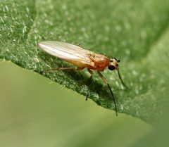 Lonchoptera bifurcata by (c) Zachary Dankowicz, some rights reserved (CC BY), uploaded by Zachary Dankowicz. Used under a CC-BY license.