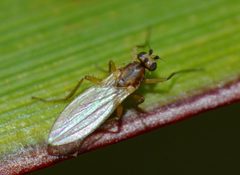 Lonchoptera bifurcata by (c) Steve Kerr, some rights reserved (CC BY), uploaded by Steve Kerr. Used under a CC-BY license.
