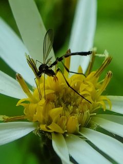 Lygistorrhina sanctaecatharinae by (c) Will Kuhn, some rights reserved (CC BY), uploaded by Will Kuhn. Used under a CC-BY license.
