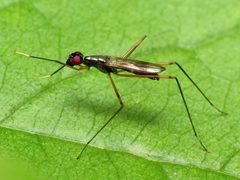 Rainieria antennaepes by (c) Katja Schulz, some rights reserved (CC BY). Used under a CC-BY license.