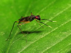 Rainieria antennaepes by (c) Katja Schulz, some rights reserved (CC BY). Used under a CC-BY license.