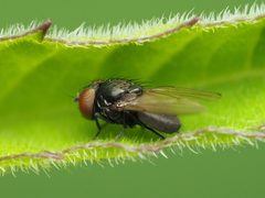 Pholeomyia indecora by (c) Katja Schulz, some rights reserved (CC BY), uploaded by Katja Schulz. Used under a CC-BY license.