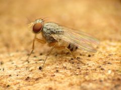 Neodexiopsis by (c) Katja Schulz, some rights reserved (CC BY). Used under a CC-BY license.