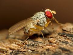 Neodexiopsis by (c) Katja Schulz, some rights reserved (CC BY). Used under a CC-BY license.