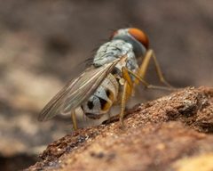 Neodexiopsis by (c) Zachary Dankowicz, some rights reserved (CC BY), uploaded by Zachary Dankowicz. Used under a CC-BY license.