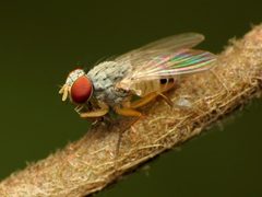 Neodexiopsis by (c) Katja Schulz, some rights reserved (CC BY). Used under a CC-BY license.