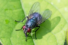 Eudasyphora cyanicolor by (c) Bill Keim, some rights reserved (CC BY), uploaded by Bill Keim. Used under a CC-BY license.