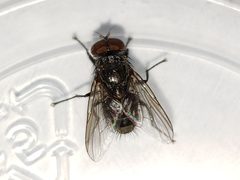 Muscina dorsilinea by (c) Arturo Santos, some rights reserved (CC BY), uploaded by Arturo Santos. Used under a CC-BY license.