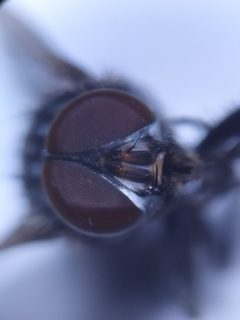 Muscina prolapsa by (c) carnifex, some rights reserved (CC BY), uploaded by carnifex. Used under a CC-BY license.