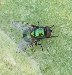 Neomyia cornicina by (c) Kostas Zontanos, some rights reserved (CC BY), uploaded by Kostas Zontanos. Used under a CC-BY license.