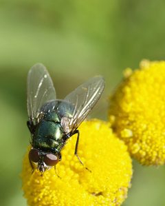 Neomyia cornicina by (c) Line Sabroe, some rights reserved (CC BY), uploaded by Line Sabroe. Used under a CC-BY license.