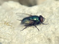 Neomyia by (c) Roman, some rights reserved (CC BY), uploaded by Roman. Used under a CC-BY license.