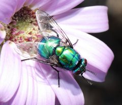 Neomyia by (c) Alan Manson, some rights reserved (CC BY), uploaded by Alan Manson. Used under a CC-BY license.