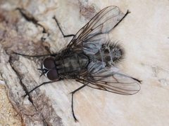 Helina evecta by (c) Michael Knapp, some rights reserved (CC BY), uploaded by Michael Knapp. Used under a CC-BY license.