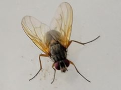 Phaonia apicata by (c) Arturo Santos, some rights reserved (CC BY), uploaded by Arturo Santos. Used under a CC-BY license.