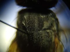 Phaonia apicata by (c) Arturo Santos, some rights reserved (CC BY), uploaded by Arturo Santos. Used under a CC-BY license.