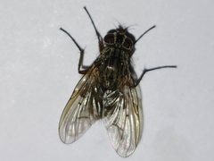 Phaonia fuscana by (c) Arturo Santos, some rights reserved (CC BY), uploaded by Arturo Santos. Used under a CC-BY license.