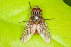 Phaonia subventa by (c) Drepanostoma, some rights reserved (CC BY), uploaded by Drepanostoma. Used under a CC-BY license.