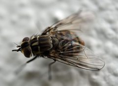 Stomoxys calcitrans by (c) Conall, some rights reserved (CC BY). Used under a CC-BY license.