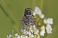 Stomoxys calcitrans by (c) Bill Keim, some rights reserved (CC BY). Used under a CC-BY license.